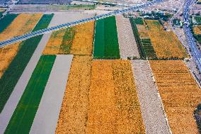 Agricultural Comprehensive Development Zone in Karamay