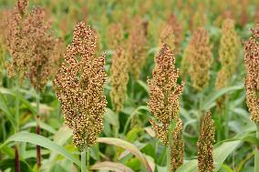 Common Sorgo Cereal