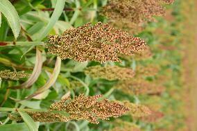 Common Sorgo Cereal