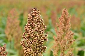 Common Sorgo Cereal