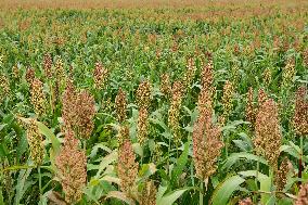 Common Sorgo Cereal