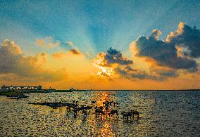 Elks Play on A Beach in Yancheng