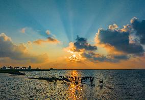 Elks Play on A Beach in Yancheng