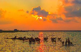 Elks Play on A Beach in Yancheng