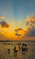 Elks Play on A Beach in Yancheng