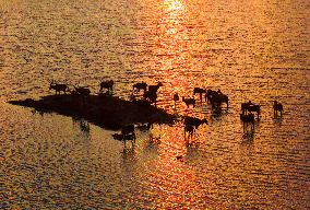 Elks Play on A Beach in Yancheng