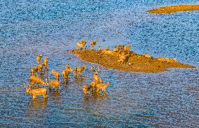 Elks Play on A Beach in Yancheng