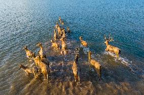 Elks Play on A Beach in Yancheng