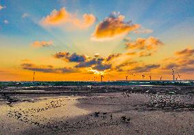 Elks Play on A Beach in Yancheng