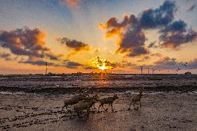 Elks Play on A Beach in Yancheng