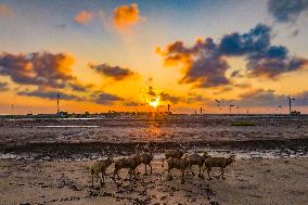 Elks Play on A Beach in Yancheng