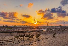 Elks Play on A Beach in Yancheng