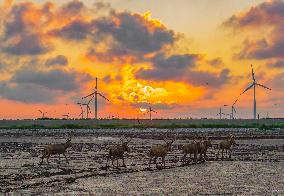 Elks Play on A Beach in Yancheng