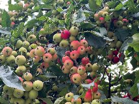 Fruit Trees In Canada