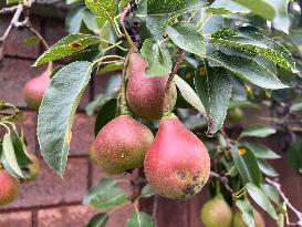 Fruit Trees In Canada