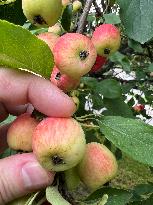 Fruit Trees In Canada