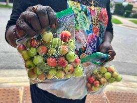 Fruit Trees In Canada