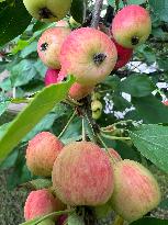 Fruit Trees In Canada