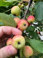 Fruit Trees In Canada