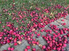 Fruit Trees In Canada