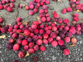 Fruit Trees In Canada