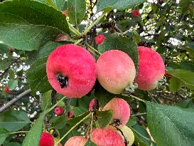 Fruit Trees In Canada