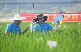 Seed Inspection in Hangzhou