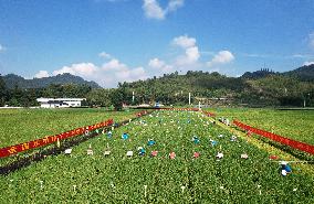 Seed Inspection in Hangzhou