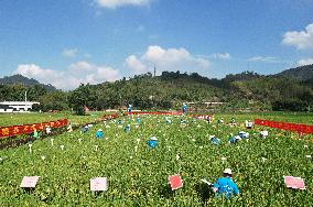 Seed Inspection in Hangzhou