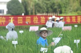 Seed Inspection in Hangzhou