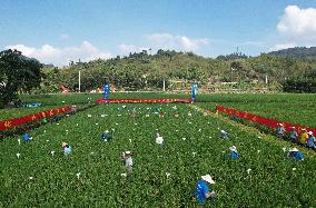 Seed Inspection in Hangzhou