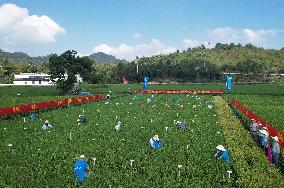 Seed Inspection in Hangzhou