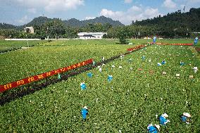 Seed Inspection in Hangzhou