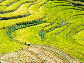 Drones Transfer Rice in Yichang