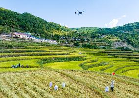 Drones Transfer Rice in Yichang