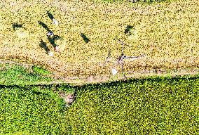 Drones Transfer Rice in Yichang