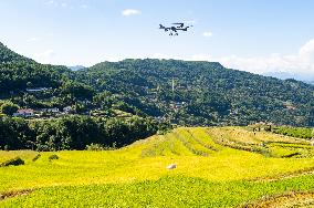 Drones Transfer Rice in Yichang