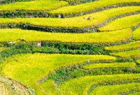 Drones Transfer Rice in Yichang