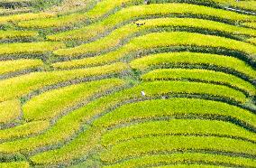 Drones Transfer Rice in Yichang