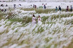 People Visit In Catkin Field In Bangladesh