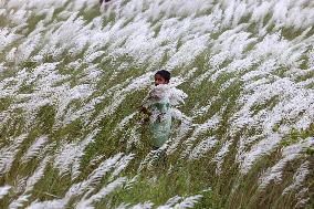 People Visit In Catkin Field In Bangladesh