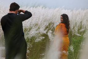 People Visit In Catkin Field In Bangladesh