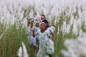 People Visit In Catkin Field In Bangladesh