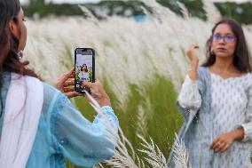 People Visit In Catkin Field In Bangladesh