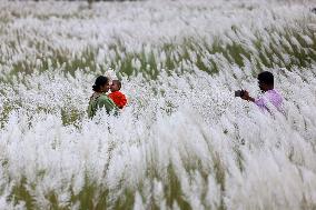 People Visit In Catkin Field In Bangladesh