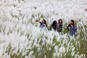 People Visit In Catkin Field In Bangladesh