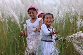 People Visit In Catkin Field In Bangladesh