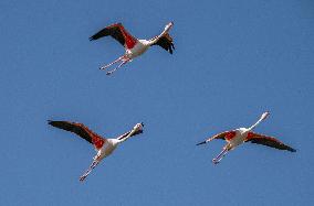 Wild Birds in Camargue - South of France