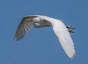 Wild Birds in Camargue - South of France