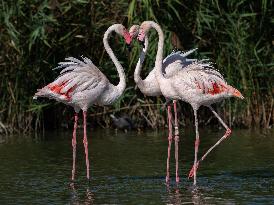 Wild Birds in Camargue - South of France